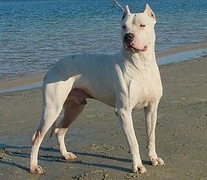 Dogue Argentino Dogo-argentino