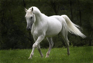 Fotos de Cavalos Cavalo-branco