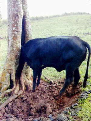 صور جامدة بجد Head-stuck-animals-23