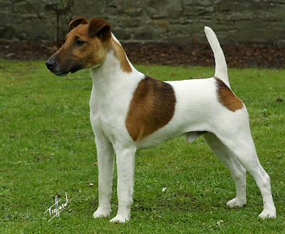 FOX TERRIER PELO LISO Fox_Terrier_Smooth_9T072D-126