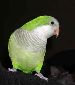 اجمل صور الببغاء  Quaker-parrot-0020