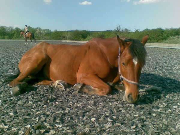 Reiten im Winter - Seite 4 11052008(004)