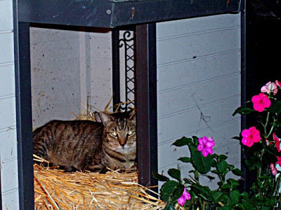 Un pueblo para 500 gatos&#8207; Ac-12