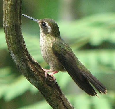 لعشاق الطيور الجميلة SpeckledHummingbird