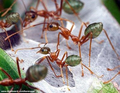 Tiga jenis binatang kecil yang menjadi nama tiga surat dalam Alquran Semut1