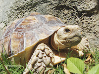 Tortuga Sulcata HPIM3030