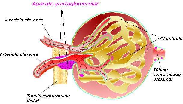 quiz virtual aparato yuxtaglomerular y patologias sist. urinario loraine raish 102101068  Aparato_Yuxtaglomerular