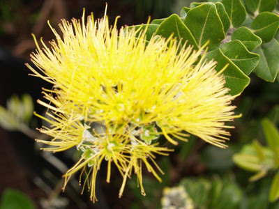 Flor de Lehua Yellow_lehua