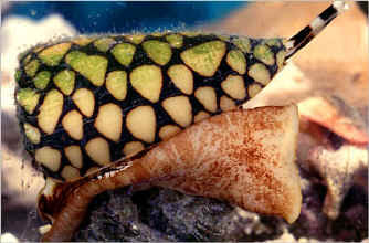 Ten Most Poisonous Animals in the World...Photos and Info.. Cone_shell