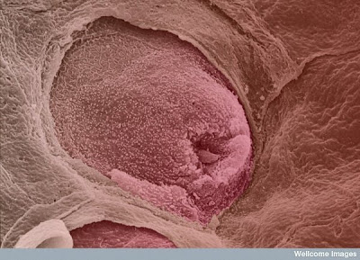 Beautiful Microscopic Images from Inside the Human Body 2133734960104178106S600x600Q85