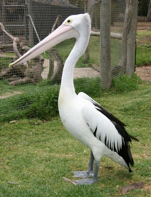 உண்மைக் காதலுக்கு தூரம் ஒரு தடையல்ல Pelican1