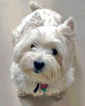 Razas de perros West-highland-white-terrier-0097