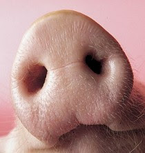 Lulizam App-pig-nose