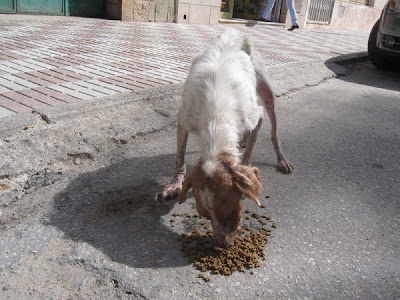 BELLA - Muy urgente! Perrita maltratada se deja morir en la calle - Jaén - Difusión IMG_4065