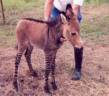 Animales Híbridos Zedonk