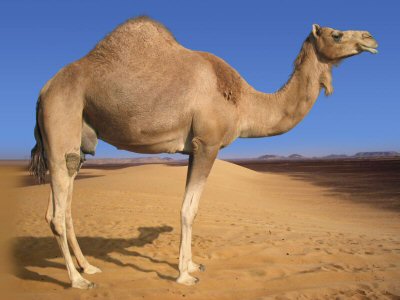 Imagem/Teste [Humor] O valor da mulher! Camel