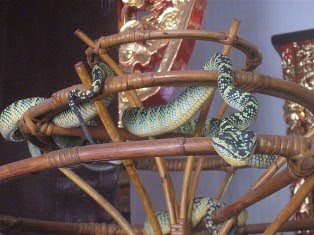 Snake Temple, Klenteng yang Dihuni Ratusan Ular  2-720338