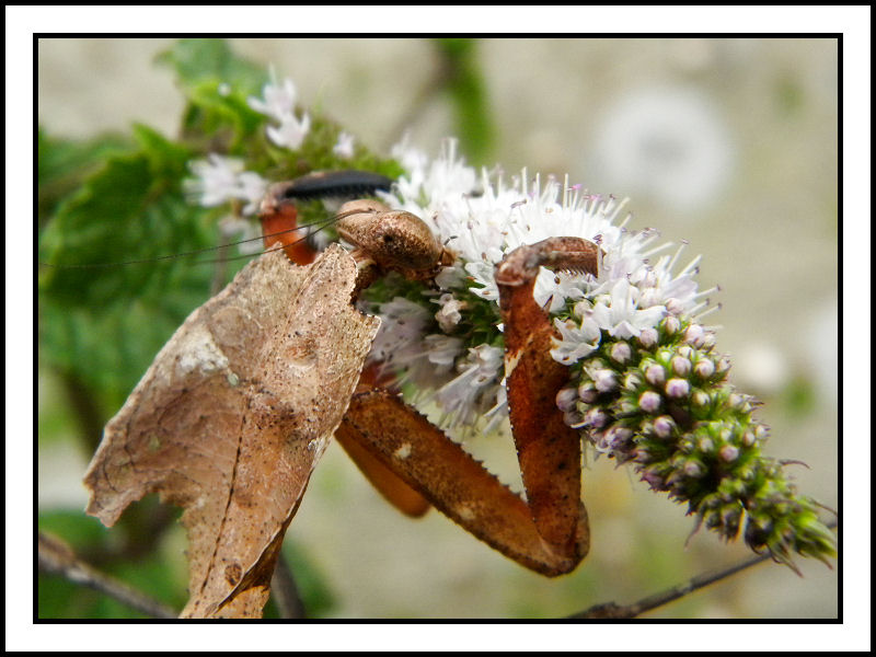 La menagerie de Valerie (Junilau15) Deroplatys-desiccata-13