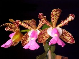  زهور استوائيه جميله من كلومبيا  Cattleya_aclandiae