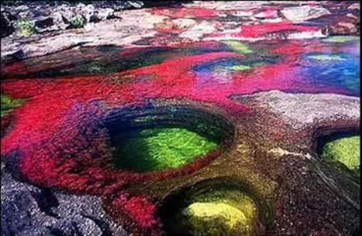 Caño Cristales "El Río de los Cinco Colores" River4-734969