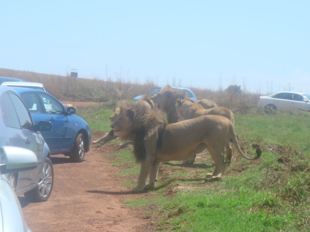 சிங்கம் புலிகளின் காட்சி Image006