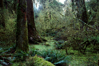 Miško gūduma Old-Growth-Forest