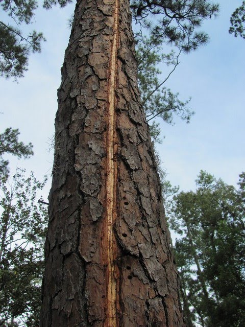 The Lightning Tree IMG_1484