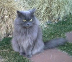 Kronic's Profile 250px-Grey-female-longhaired-cat-MaggieO-MCB