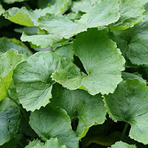 سرة الأرض Gotu Kola  الأسم العلمى: Centella asiatica Centella_asiatica