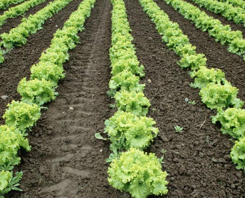 ملف كامل عن زراعة وانتاج الخس  Lettuce(3)