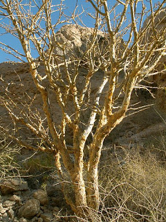 الأعشاب و النباتات كنز لا يفنى Myrrh_commiphora_myrrha_img