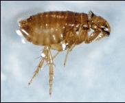 عضة القطه Cat_fleas