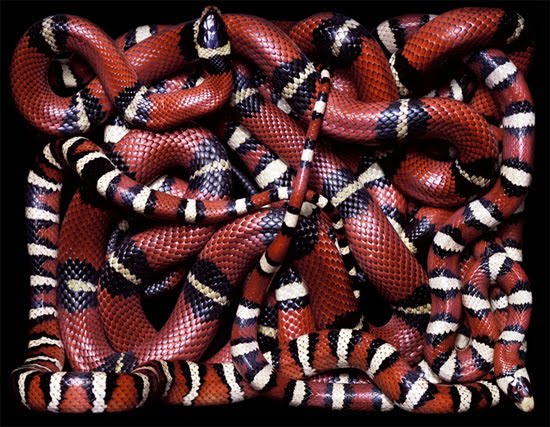 மிக பெரிய அனகோண்டா இனம் கண்டு பிடிப்பு அமேசன் காடுகளில் அதிர்ச்சி படங்கள் - Page 5 Red-and-black-snake