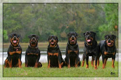 y'en a qui on essayé - Page 2 Rottweiler_family