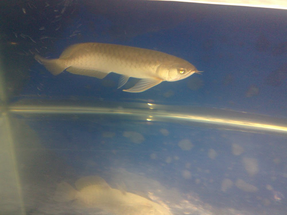 arowana wild tasik bera..tak tau jenis apa ni..tlg bg sikit komen jenis apa.?? H