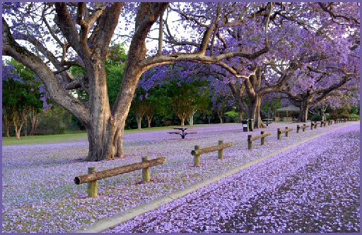 ◕‿◕｡ llega la PRIMA..PRIMAVERA  ｡◕‿◕｡ - Página 2 Jacaranda3