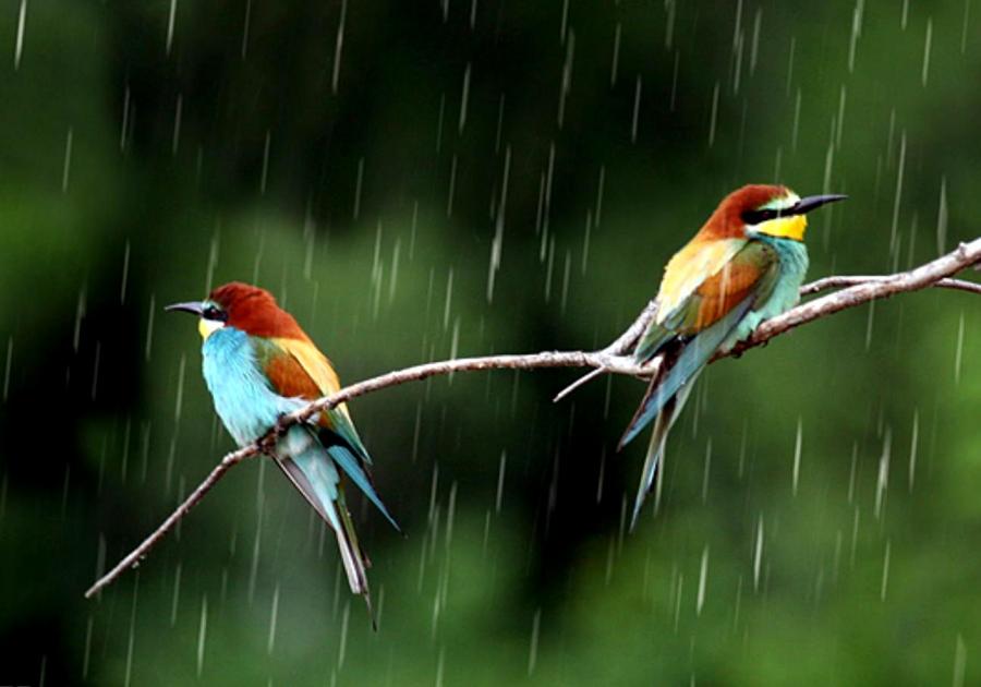 صور رومانسية تحت المطر Romance in the Rain Images Rain