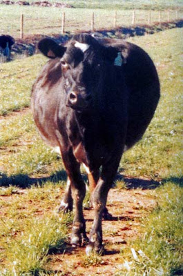 GÖRSEL GÜZELLİKLER Cowbloat