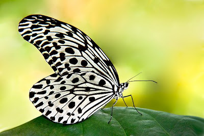 butterflies Tree_Nymph_Sunny1