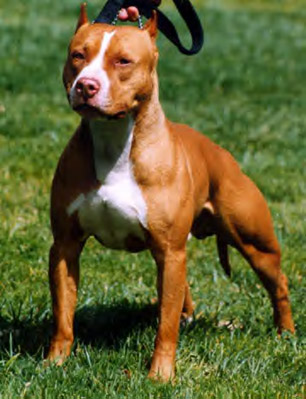 perros peligrosos American_pit_bull_terrier