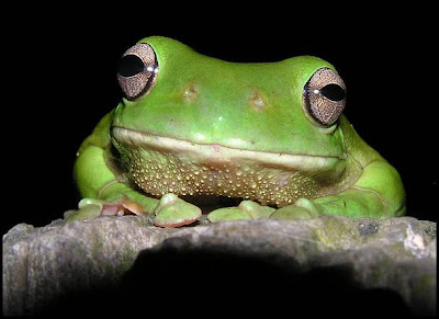 CGi DEFEAT! Blog_051_Green_Tree_Frog_Litoria_caerulea