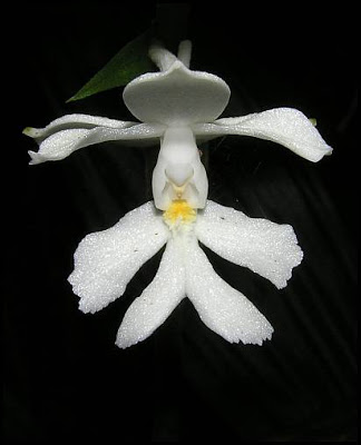 Checklist des orchidées terrestres d'Australie 059_Christmas_Orchid_Calanthe_triplicata_Hunter_Valley_Barrington_NP_a