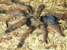 Tarantulas 220_79226_2385594_544177