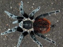 Tarantulas 220_79226_2385596_643767