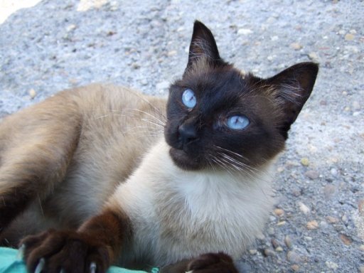 *Duna, gata hembra adulta siamesa en adopcion (Proyectogato) (Galicia-España) (PE) Gr_377913_3690342_256329