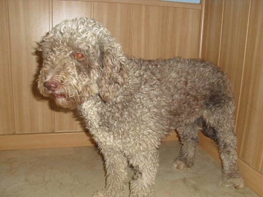 [ADOPTADA]Cuca, perro de agua, hembra, 3 años. Sevilla Gr_418905_3954415_758640