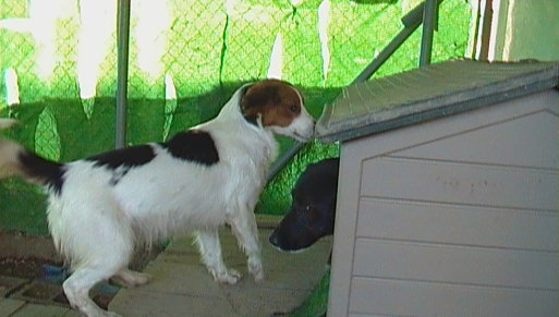 beagles en adopcion o regalados - Página 4 Gr_418905_4257051_469119