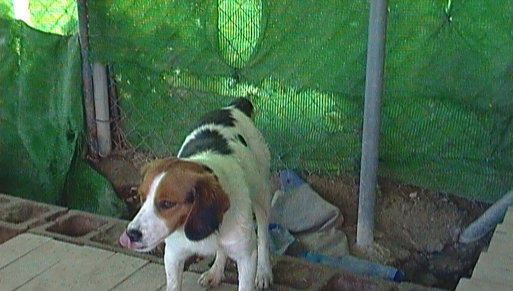 beagles en adopcion o regalados - Página 4 Gr_418905_4257053_250892