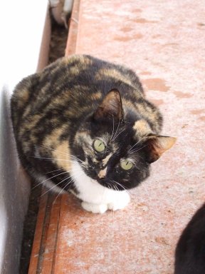 *Ninfa, gata hembra adulta carey en adopcion. (proyectogato) (Galicia-España) (PE) Gr_377913_3690412_777293