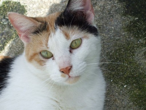 *Seri, gata hembra adulta tricolor en adopcion. Es bastante mandona por lo que seria ideal como una gata de casa. Con los humanos es muy cariñosa. (Proyectogato) (Galicia-España) (PE) Gr_377913_3690710_218850